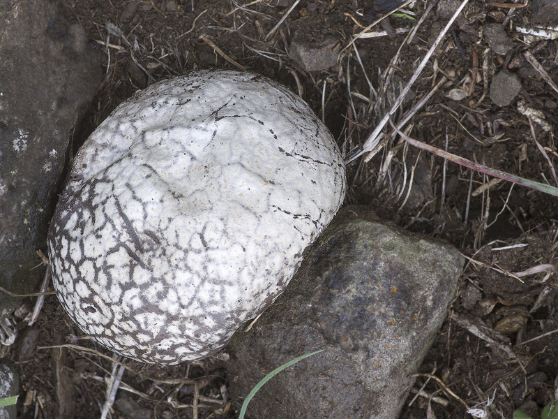 Calvatia fragilis